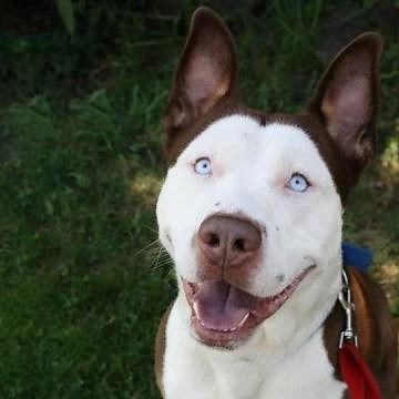 TOP 7 accoppiamenti tra cani piû belli !!