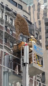Swarm of bees buzzing around NYC block contained