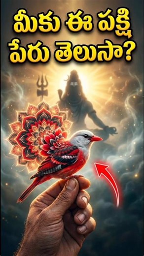 దేవుడి మాయ కాకపోతే మరేమిటి? ఈ వింత పక్షిని మీరెప్పుడైనా చూశారా? 🦚🕉️