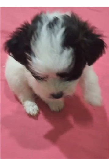 Meet Lola: The Adorable Maltipoo Living Her Best Life