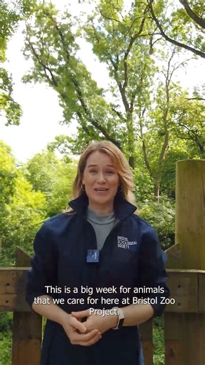 5.4K views · 86 reactions | Have you heard ❓ The government has just released its new legal standards for UK zoos!  This is a big cause to celebrate as it will see increased requirements for animal welfare, research, education and conservation – all things which we are extremely passionate about! Here, our Head of Conservation and Higher Education, Dr Sarah Richdon, explains what this news means. #BristolZoo #AnimalWelfare #UKZoos | Bristol Zoo Project | Facebook