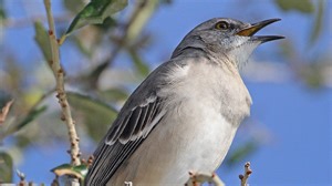 The search for a new Florida state bird is bound to ruffle some feathers | Frank Cerabino