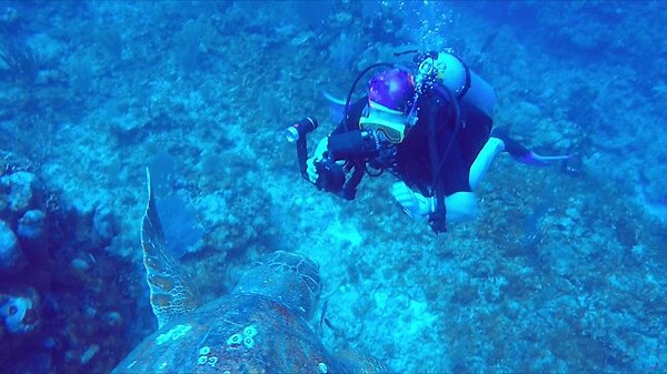 Close encounter with loggerhead sea turtle thrills scuba diver