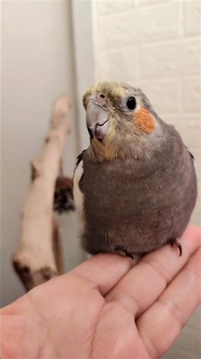 Adorable Cockatiel Cherry's cute and innocent Singing moments 💕🫠🎶💖 #cockatielscraze