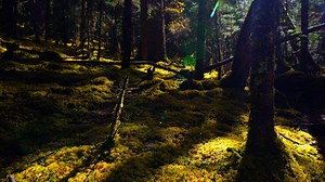 503K views · 5K reactions | The forest in autumn is always quiet and bright. With less bugs buzzing around, the sound of falling leaves, streams, wind and raindrops can be heard clearly. Put your earphones on and enjoy the sounds of nature in the forest of Potatso National Park in southwest China's Yunnan Province. #nature #relaxing #naturesounds | CGTN | Facebook