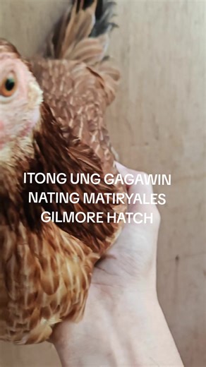 ##GILMORE HACTH#tiktokViral