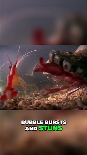 Pistol Shrimp: Fastest Gun in the Sea!
