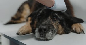 12 Most Affordable Pet Insurance Brands for Low-Income Dog Owners