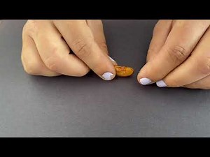 Bean Dissection Instructions