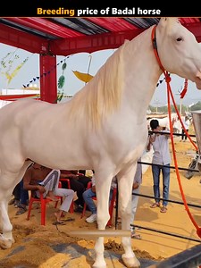 726K views · 20K reactions | Breeding price of Badal Horse  #breeding #horses #badalhorse #trendingnow #viralshorts | World Story | Facebook