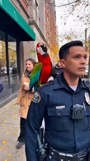 When your parrot thinks he’s Beyoncé 🎤🦜 Parrot Performs for New York Crowd 😂 Officer Embarrassed… Parrot Goes Full Concert Mode He Really Said: “HELLOOO NEW YORK!” #parrot #petparrot #shorts #funny #usa #viralshorts | Fun shappar