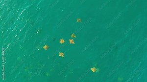 Drone video of schooling cownose mobula rays swimming in the sea of cortez at Cabo Pulmo National Park in Baja California Sur, Mexico