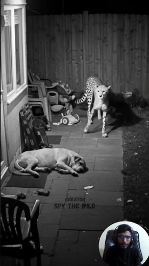 CCTV Captures Cheetah Ambush in Backyard | Real Predator Encounter