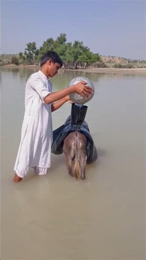 Donkey on the tube filing the water