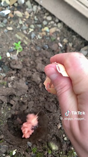 Gardening Tips: Discovering Hidden Plant Life
