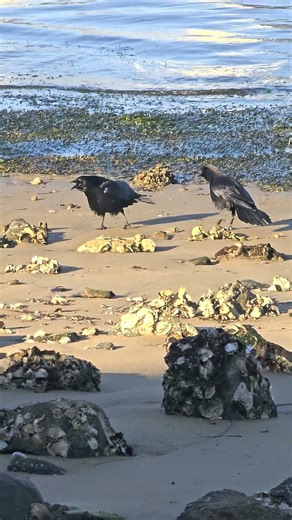 crow bird oiseau 鳥 Vogel 새 uccello นก qush птица burung ibon chim eye ndege pássaro طائرp