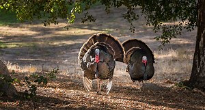 Here Are the Best Turkey Hunting Broadheads for Your Archery Setup