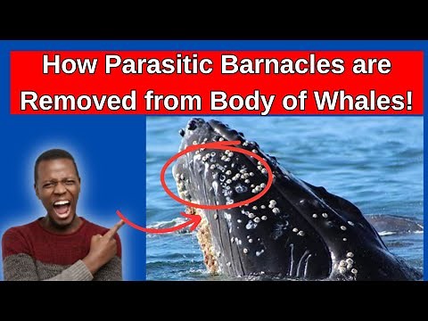 Watch How Biologists Save Whales from Creepy Barnacles!