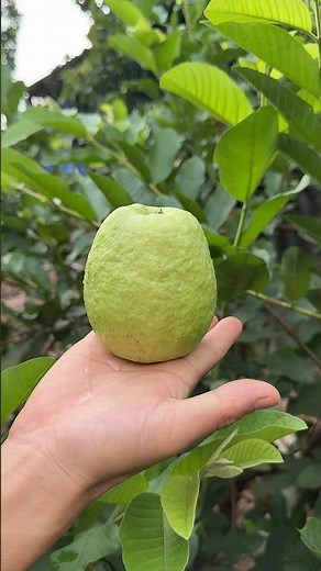 Harvesting And Slicing This Fresh Orchard Guava Today