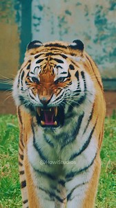 Endangered Siberian Tiger Yawning Revealing Huge Fangs #fangs #tiger #wild #nature #wildlife #hawistudios #siberian #siberiantiger #yawn #huge HA89308 | HAWI Studios