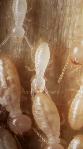 12 reactions | Unveil the hidden world of termite architects! ...