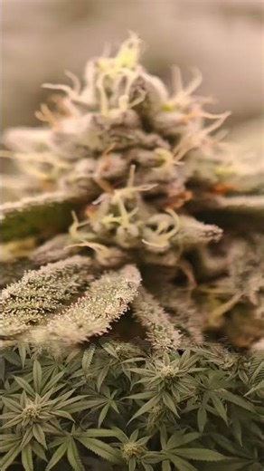 RDWC #frost #cannabiseducation