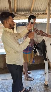 1.7M views · 10K reactions | Intramuscular injection method in cattle | Veterinary doctor | Facebook