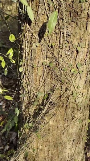 Vine Removal from Tree Trunks: Every Step Is a Moment of Healing!