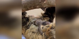 Lightning the sloth gives birth at Cincinnati Zoo