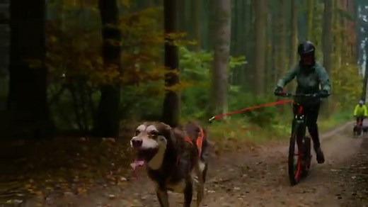 Urban Mushing: What Is It and How Do You Get Started?