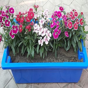 122K views · 62 reactions | How to Grow and Care Dianthus Plant || Beautiful Winter Flowers | Dian Media | Facebook