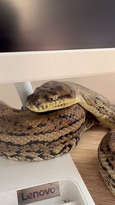 Carpet python on desk 🙈🐍 This fella had come inside and was found sunning himself on the desk. Good spot for the morning sun coming through onto the desk, clever snake 🦖 just maybe not inside 🤣 Luke 0499920290 😎🐍 #lukethesnakecatcher #snake #snakecatcher #noosa #sunshinecoast #carpetpython # | Snake Catcher Noosa 24/7 Luke the Snake Catcher