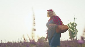 Senior old woman grandmother farmer growing lavender plant in herb garden, retirement activities. Lavender farm field harvesting. Full blooming. Lavender production and oil producer. Farm eco business