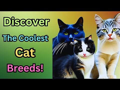 Find Out In Our Top 10 Coolest Cat Breeds Guide! Which Cat Breed Is Right For You?