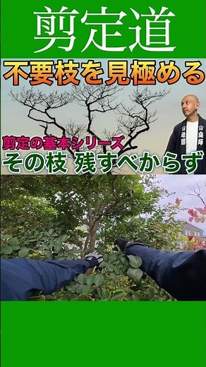 Identifying Unnecessary Branches: Basic Pruning Series #PruningMethods #Agriculture #Gardening #B...