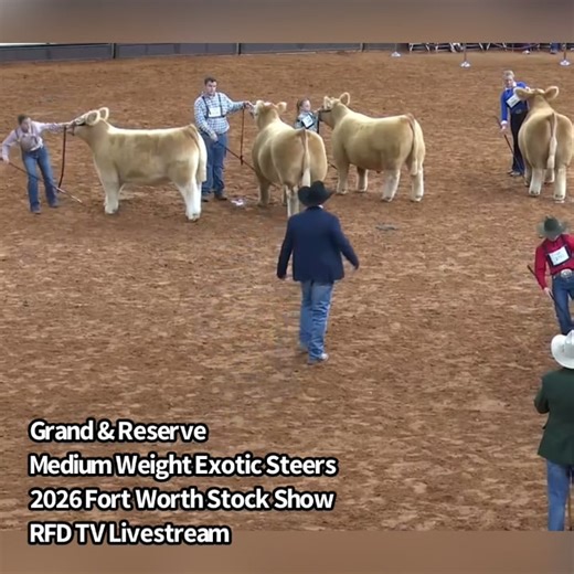 -Grand & Reserve -Medium Weight Exotic Steers -2026 Fort Worth Stock Show -RFD TV Livestream