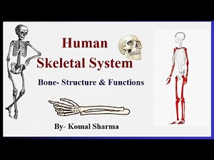 Human Skeletal System| Bones structure & functions with names