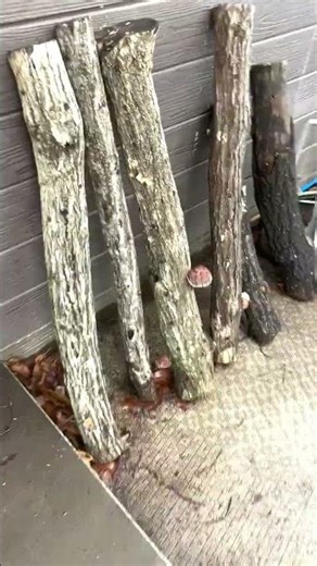 町田自然幼稚園 雨がふるとキノコ巨大化！