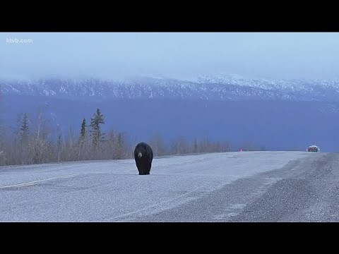 Wild Idaho Week: Black and grizzly bears