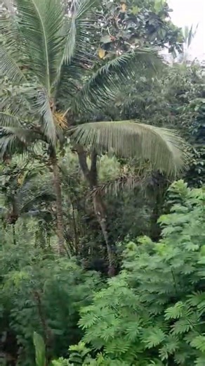 riding through a rainforest in Bali