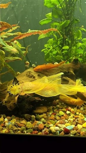 7 in. Longfin male albino pleco