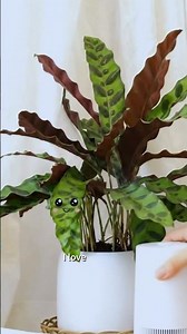 Rattlesnake Calathea care guide! 🌿✨ #calathea #rattlesnakecalathea #calatheacare #shorts #greenvibes