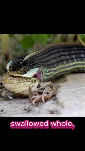 How Snakes Swallow Prey Whole | Snake Feeding Facts