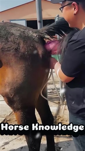 Horse Sheath Testing for New Foals Explained