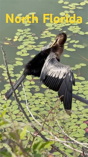 Snakebird anhinga 🦅Bird 🦢 #florida #floridabirds #birdwatching