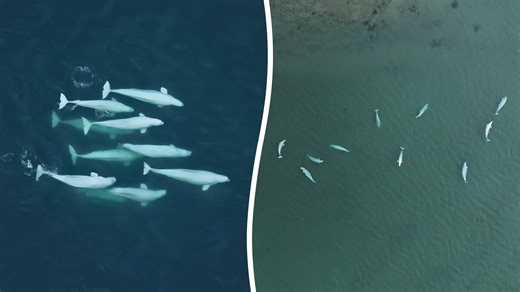 Beluga whales indulge in wife swapping to enhance long-term survival chances