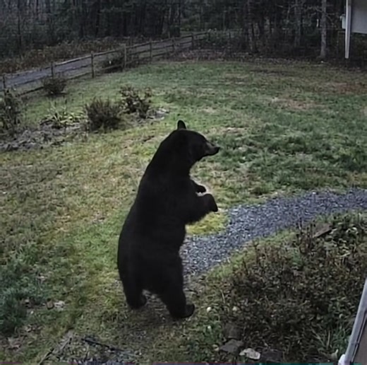 Yeah #fyp #music #animal #trending #dancing | Animal Music Videos