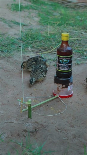 Simple Easy Bird Traps #shorts