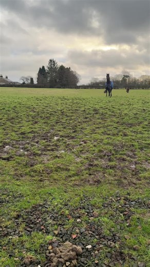 Essential Horse Riding Tips for Beginners