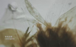 / CYANYAWN / SLIME /〈实验〉雏菊恋歌-cassiopeia